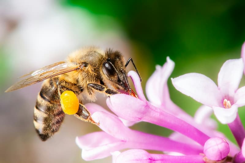 Abeille collecte du pollen
